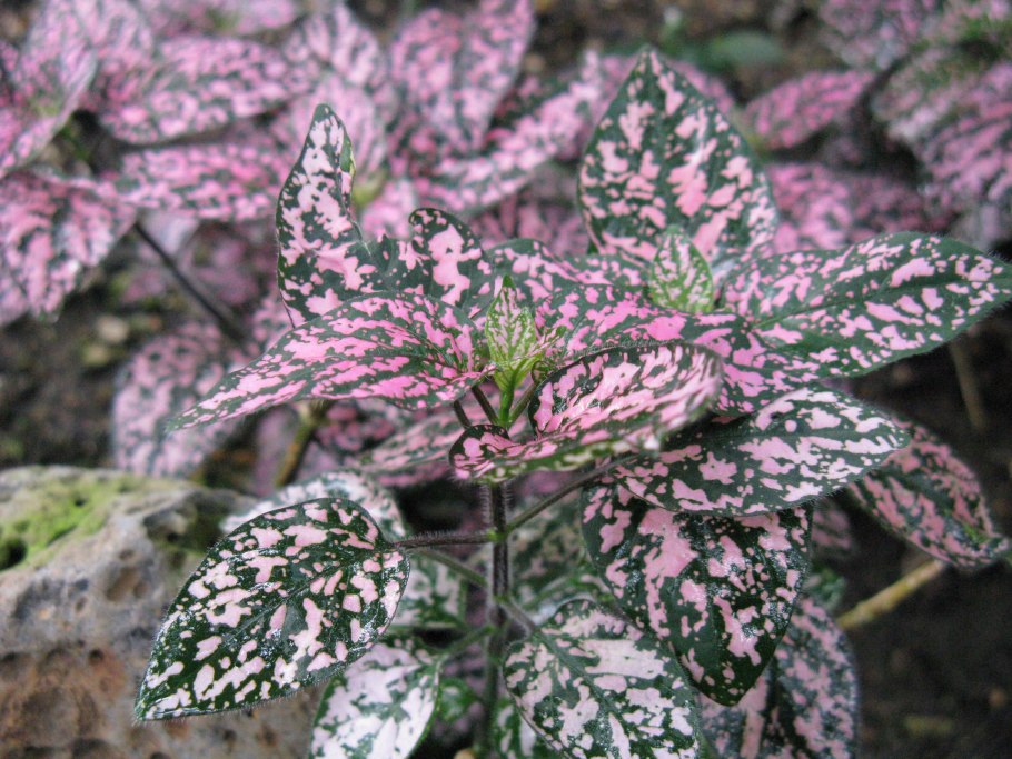 Каладиум Pink Beauty