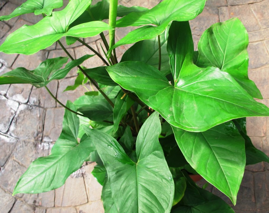 What Plant is suitable for planting in the Aquarium?