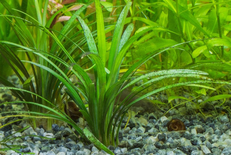 Стрелолист Sagittaria sagittifolia