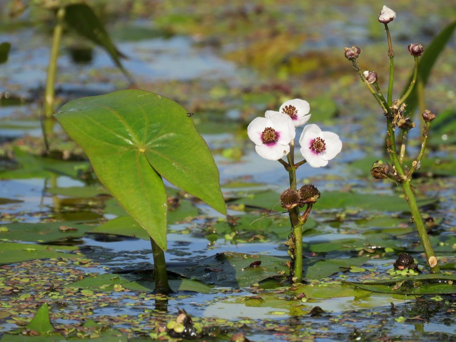 Стрелолист Sagittaria sagittifolia Flore pleno