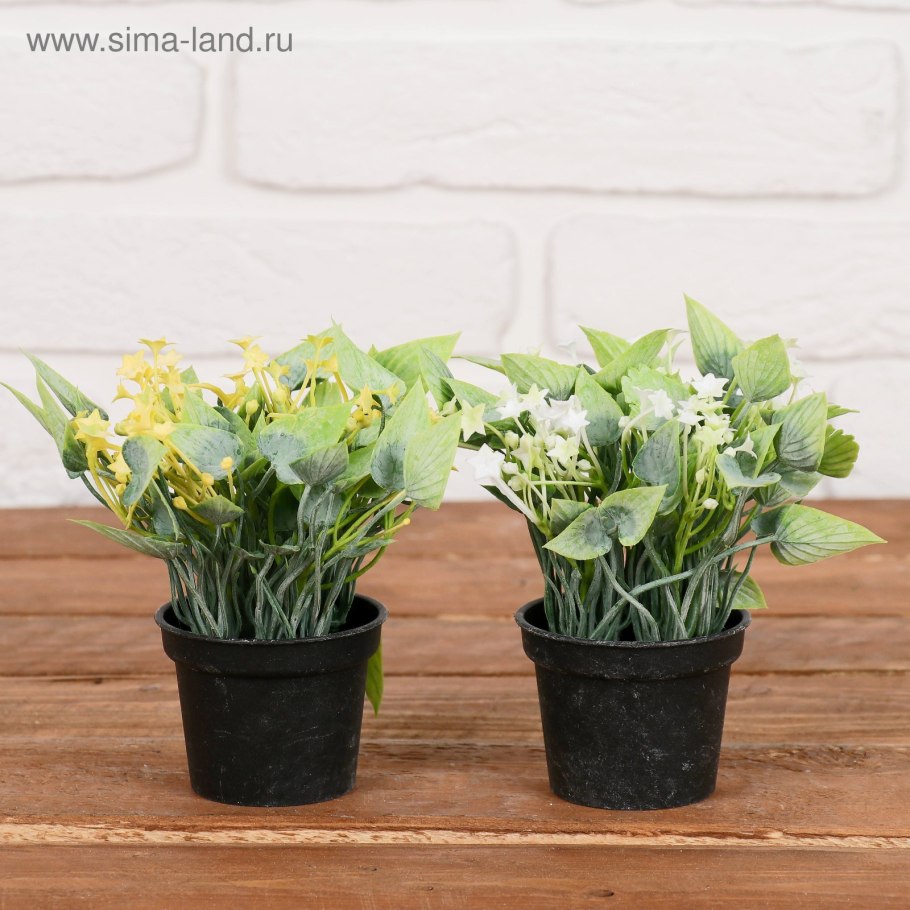 Сингониум Подофиллум