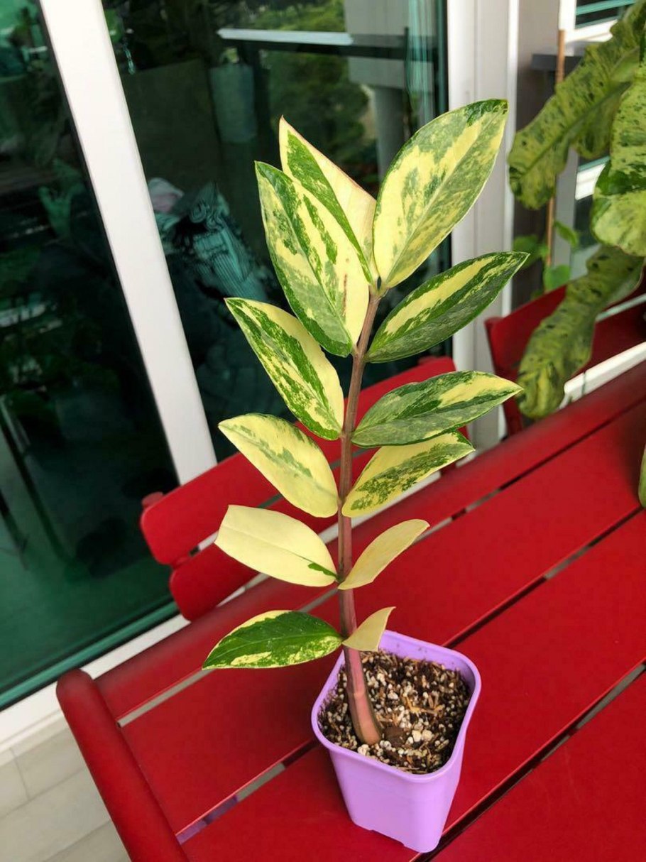 Замиокулькас зизи