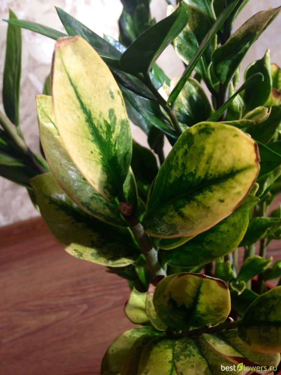 Вариагатный амиокулька