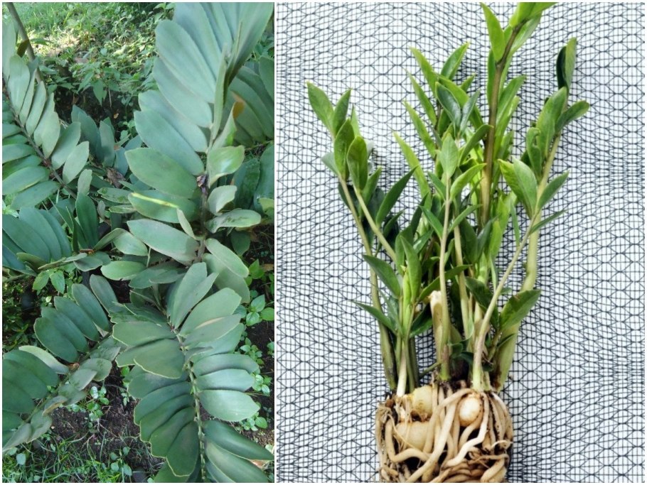 Cotyledon orbiculata variegata