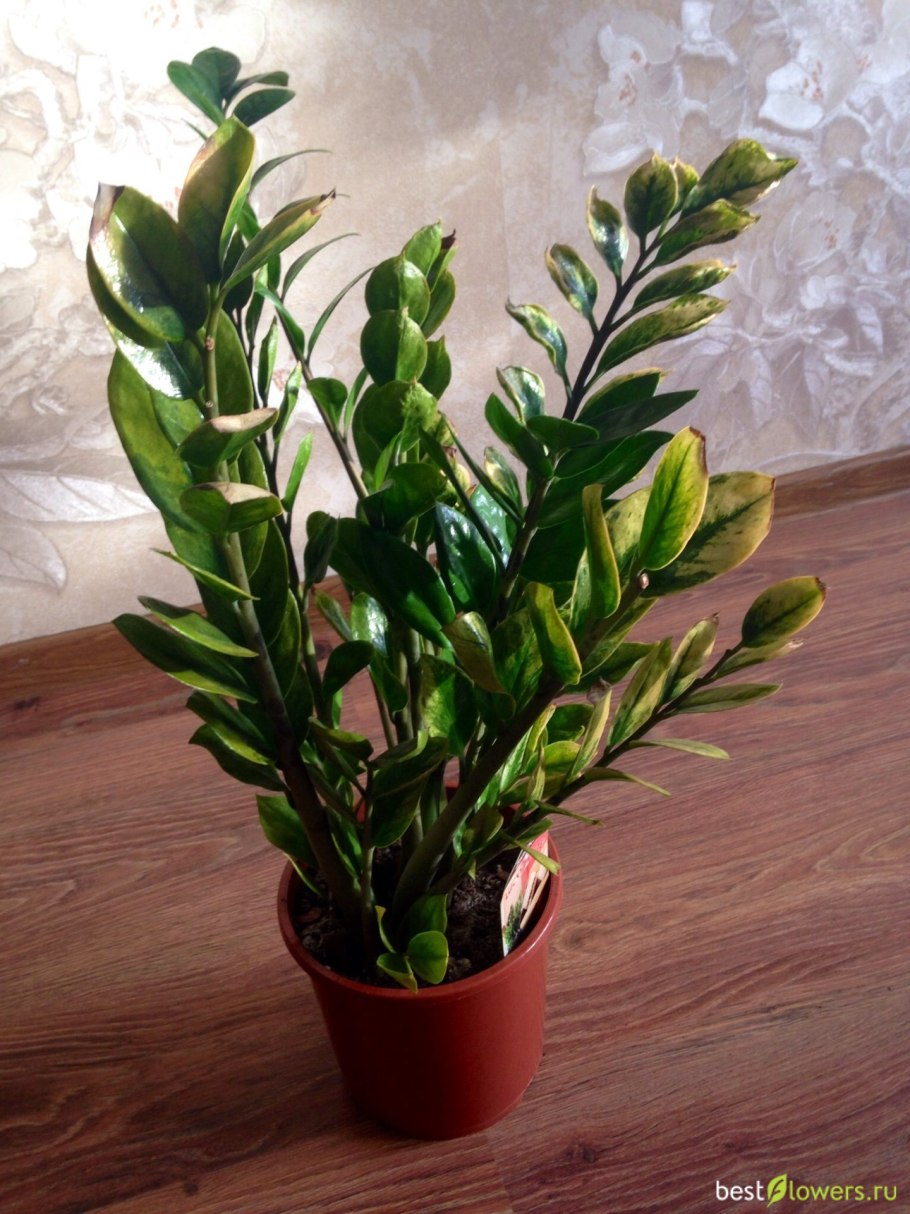 Замиокулькас Занзибар