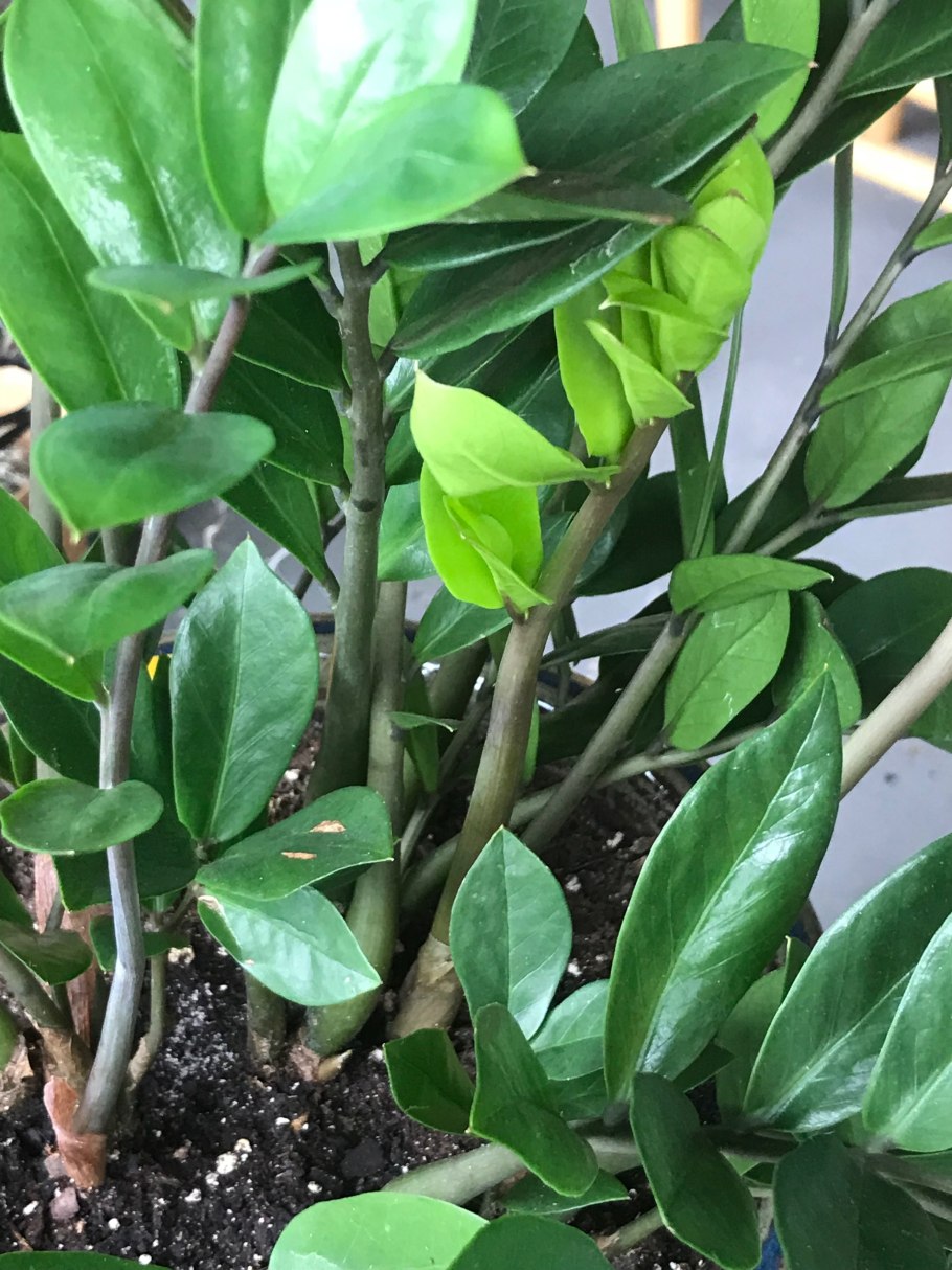 Замиокулькас замифолия