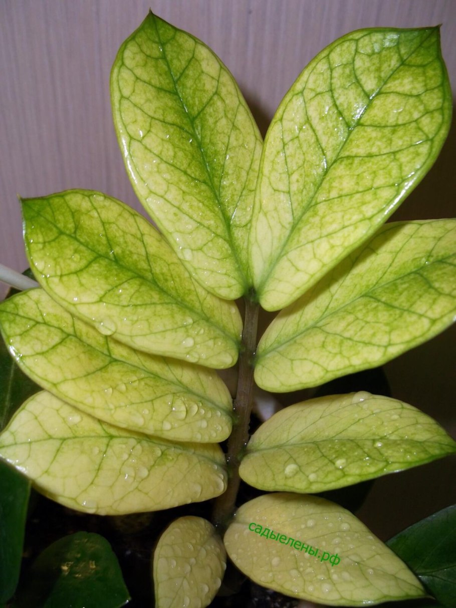 Замиокулькас вариегатный