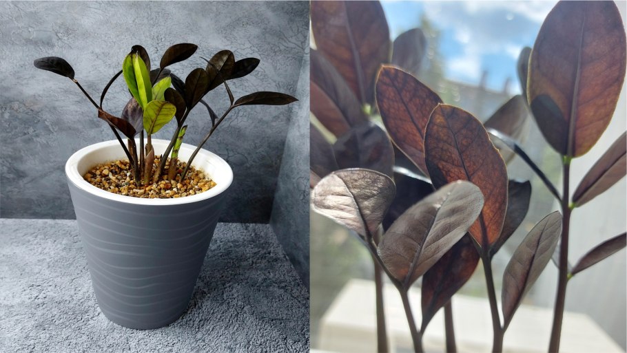 Замиокулькас Вариегата