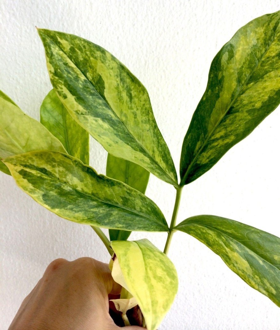 Замиокулькас zamiifolia 35 см