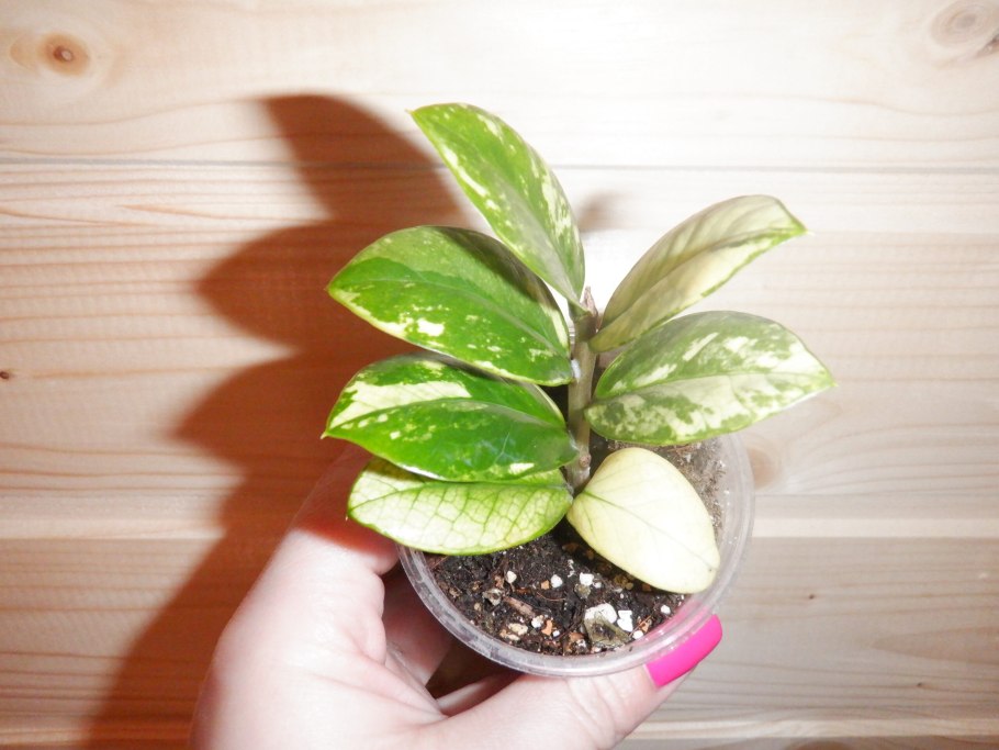 Замиокулькас Лонг Лив long Leaf Lemon