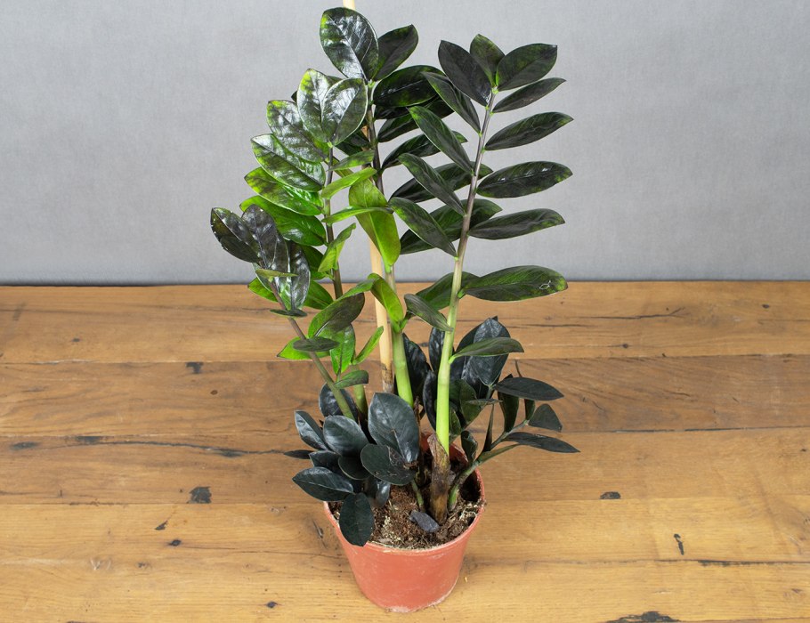 Zamioculcas Zamifolia variegated (short Leaf)