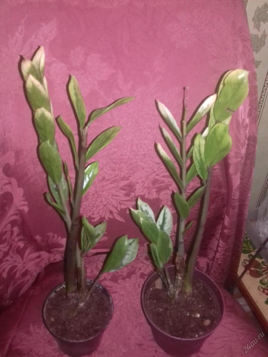 Паспорт растения Сансевиерия щучий хвост