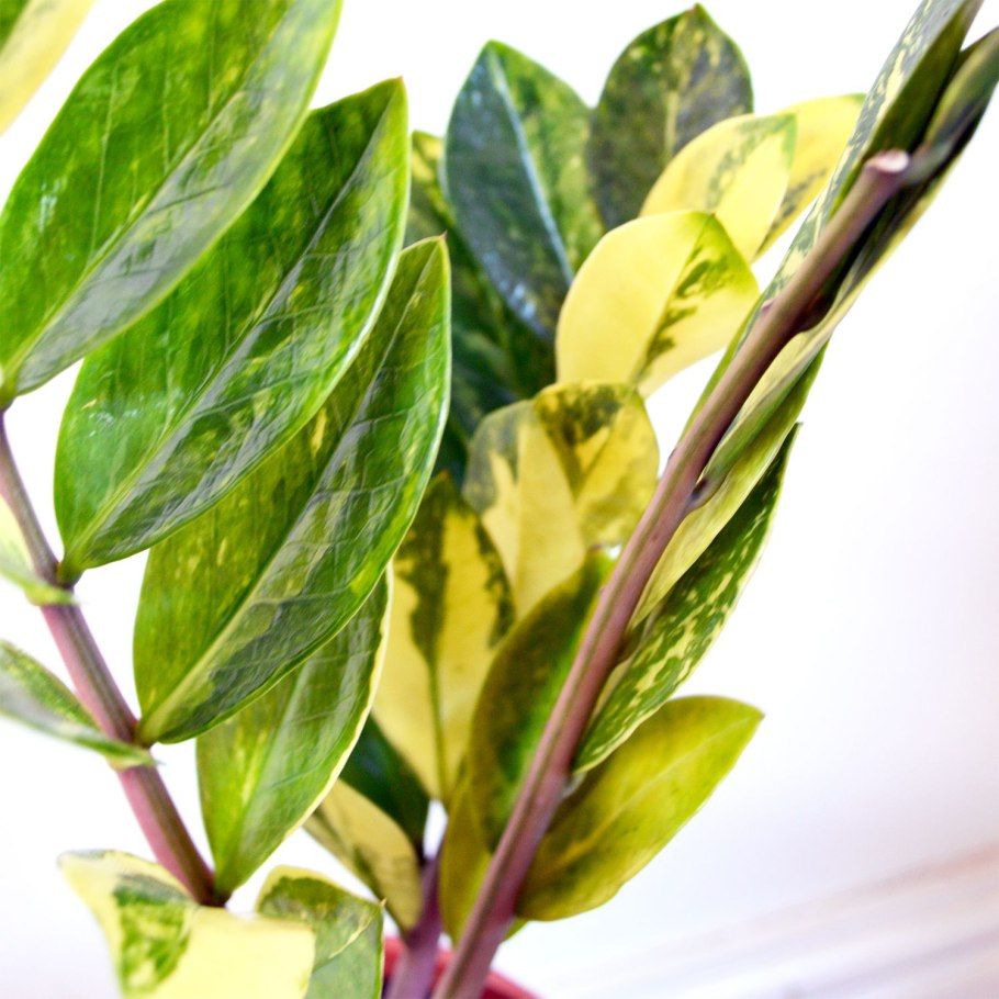 Замиокулькас вариегата