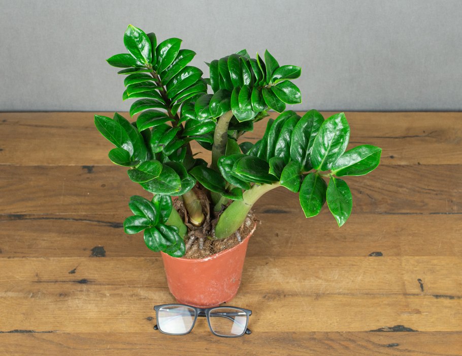 Замиокулькас Вариегат