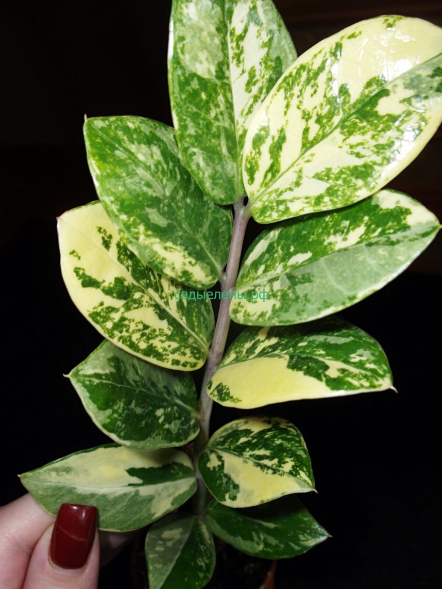 Замиокулькас вариегатный