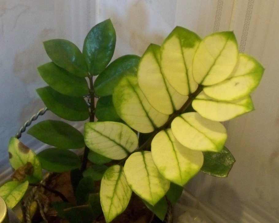 Замиокулькас Зензи