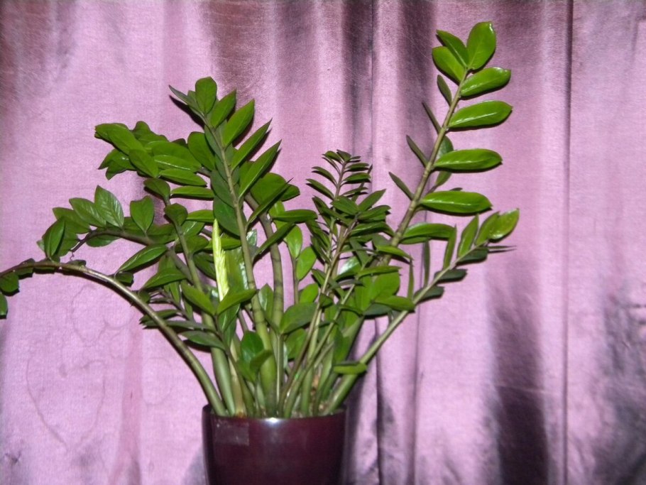 Замиокулькас Leaf