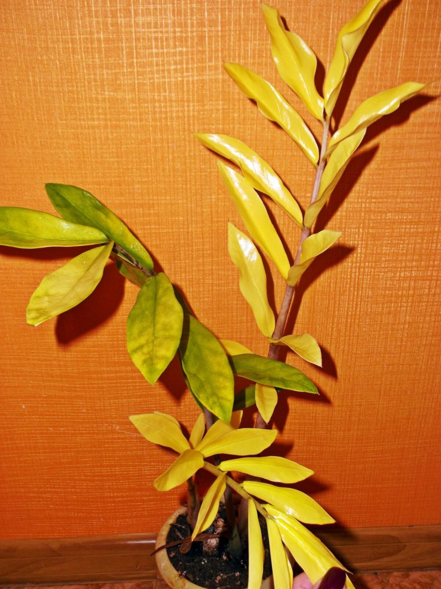 Замиокулькас бурые кончики листьев