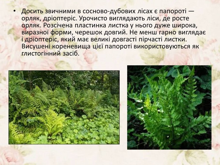 Антеридий папоротника