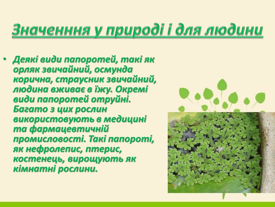 Лист папоротника орляка