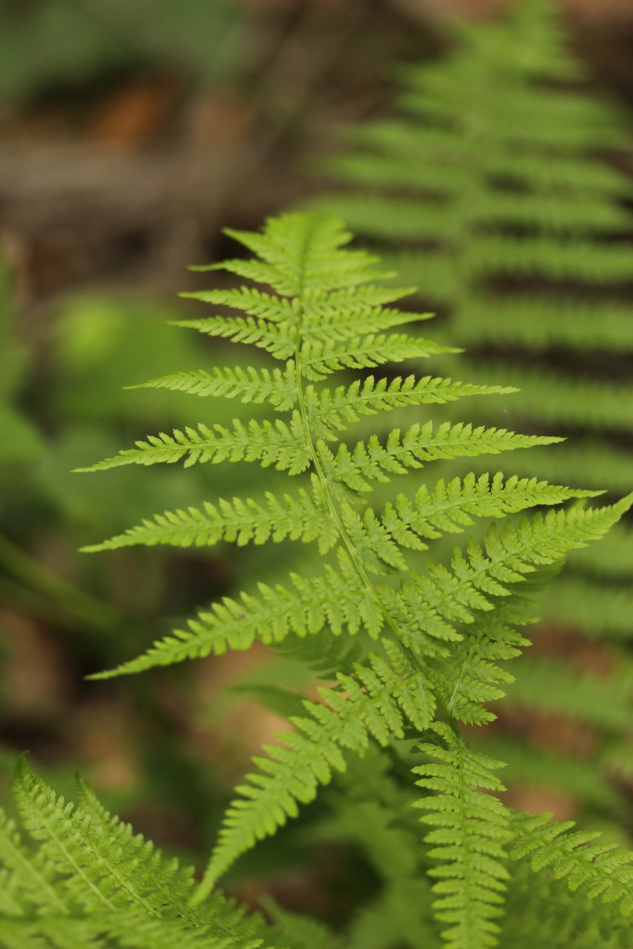 Папоротник куст