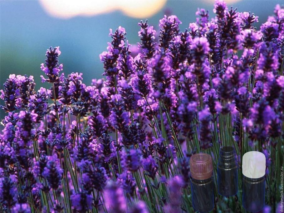 Лаванда узколистная 'Dwarf Blue'