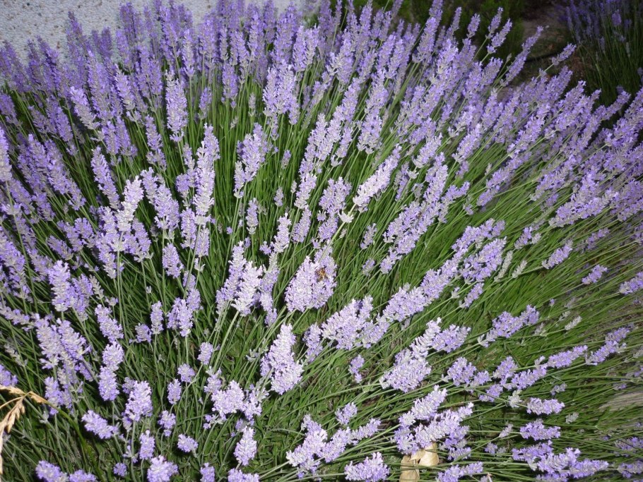 Лаванда узколистная Hidcote