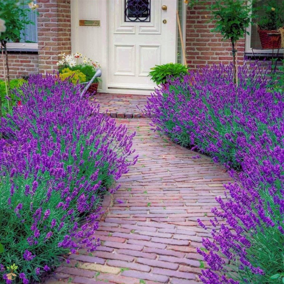 Лаванда узколистная Хидко