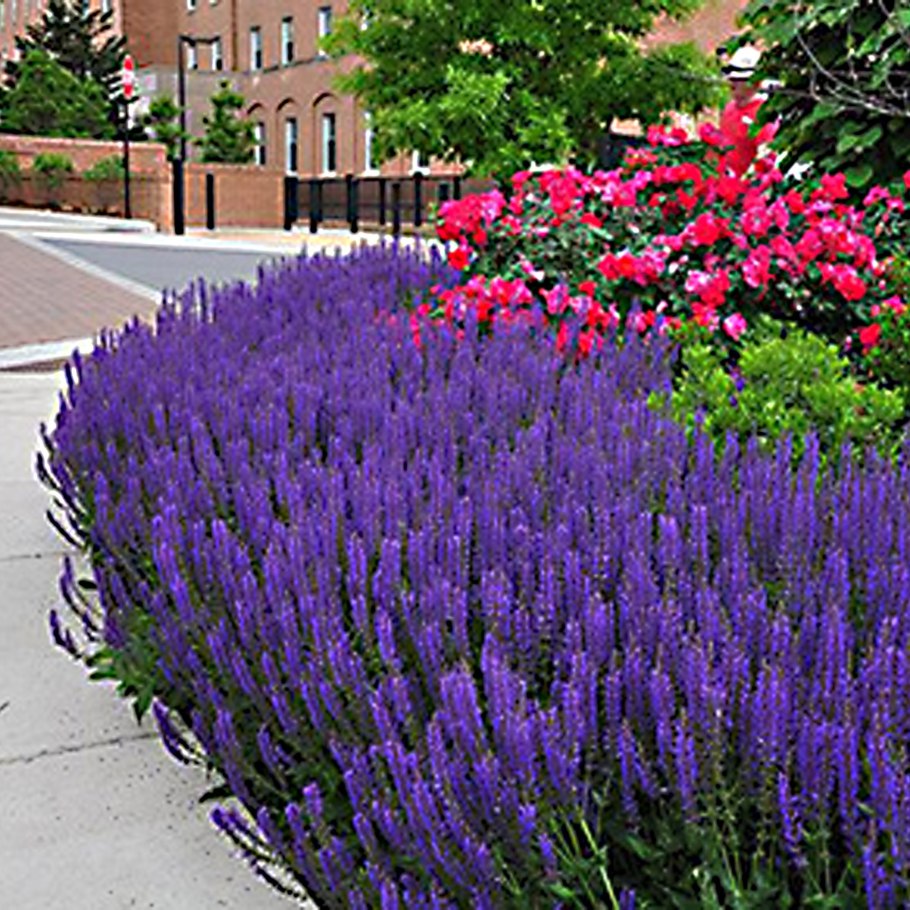 Котовник Фассена (Nepeta faassenii `Six Hills giant`)