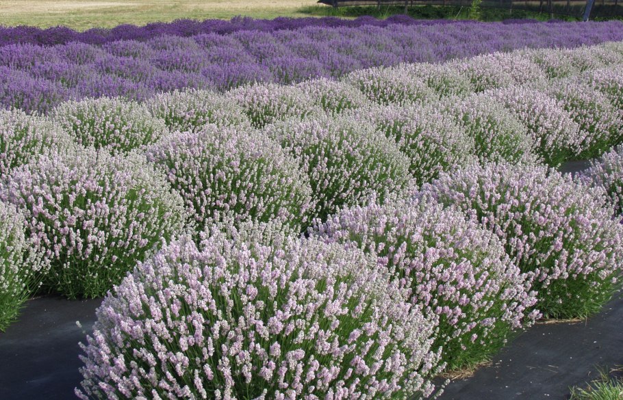 Шалфей Дубравный Blauhugel