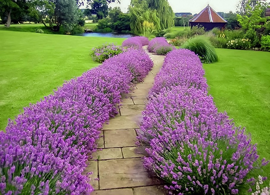 Лаванда узколистная Прованс