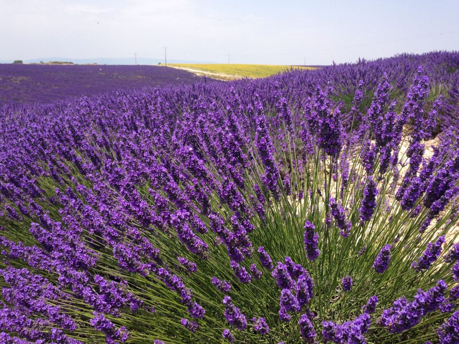 Лаванда узколистная куст