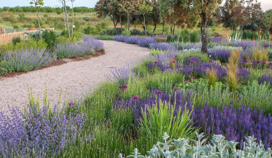 Шалфей Дубравный (Nepeta faassenii)