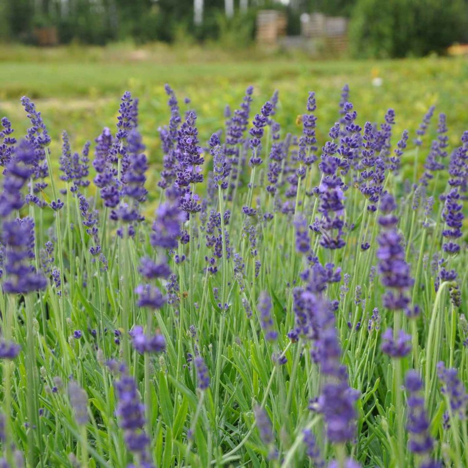 Лаванда Hidcote Blue