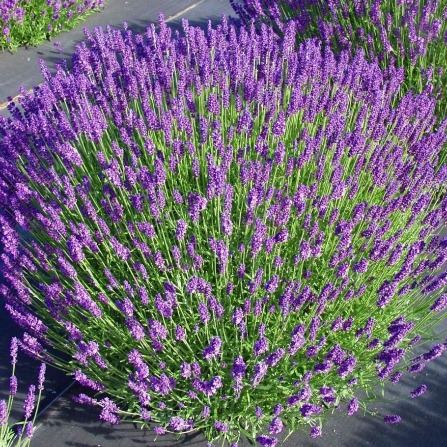 Лаванда Lavandula Helmsdale