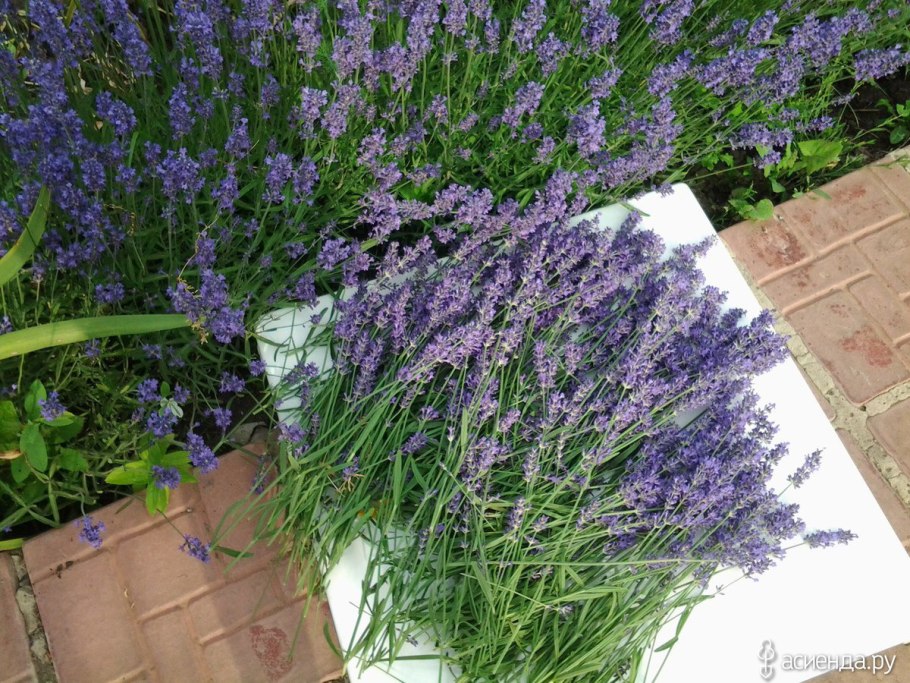 Перовския Блю Скай