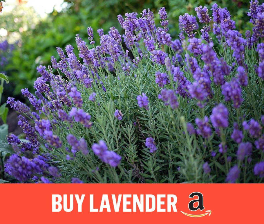 Лаванда узколистная куст