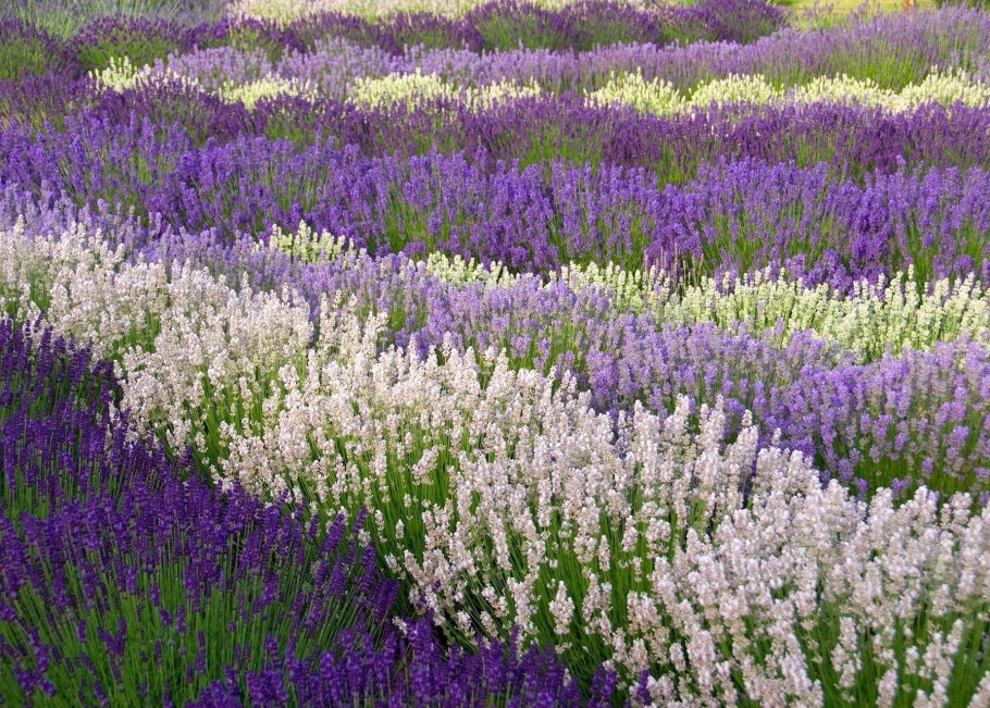 Лаванда узколистная rosea