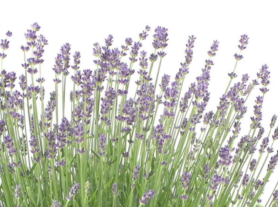 Лаванда почвопокровная