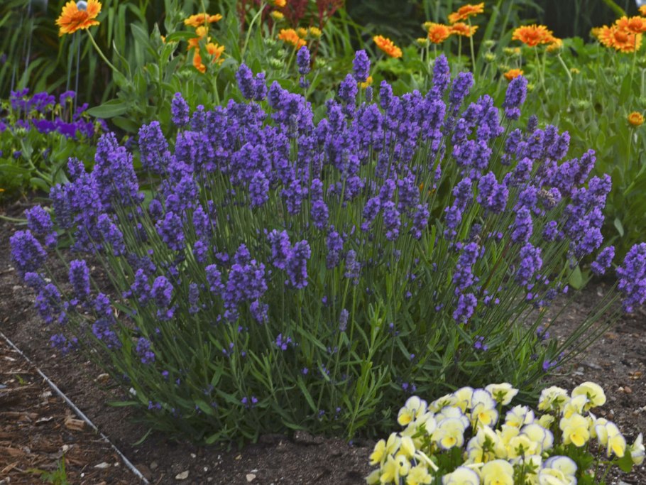 Лаванда узколистная Ellagance Purple