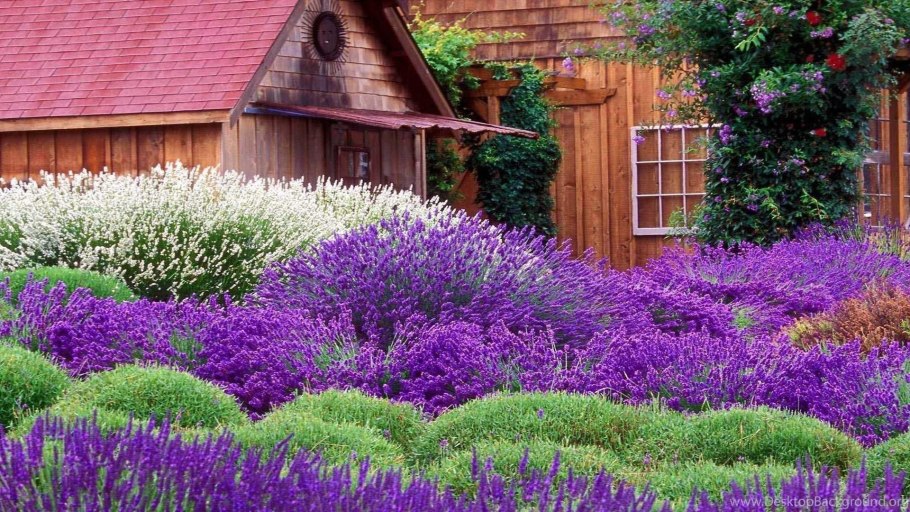 Lavandula angustifolia Spear Blue