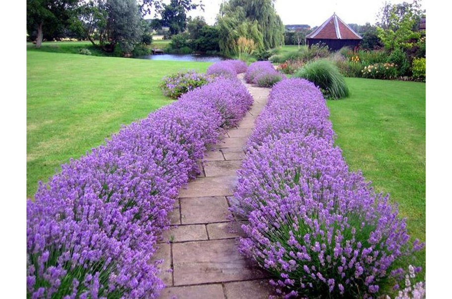 Лаванда Колосовая