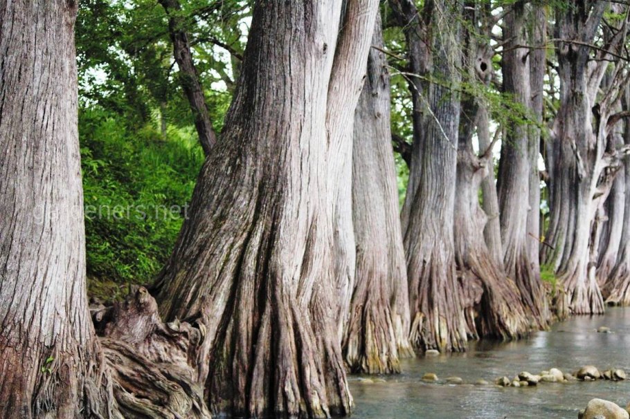 Таксодиум болотный Кипарис