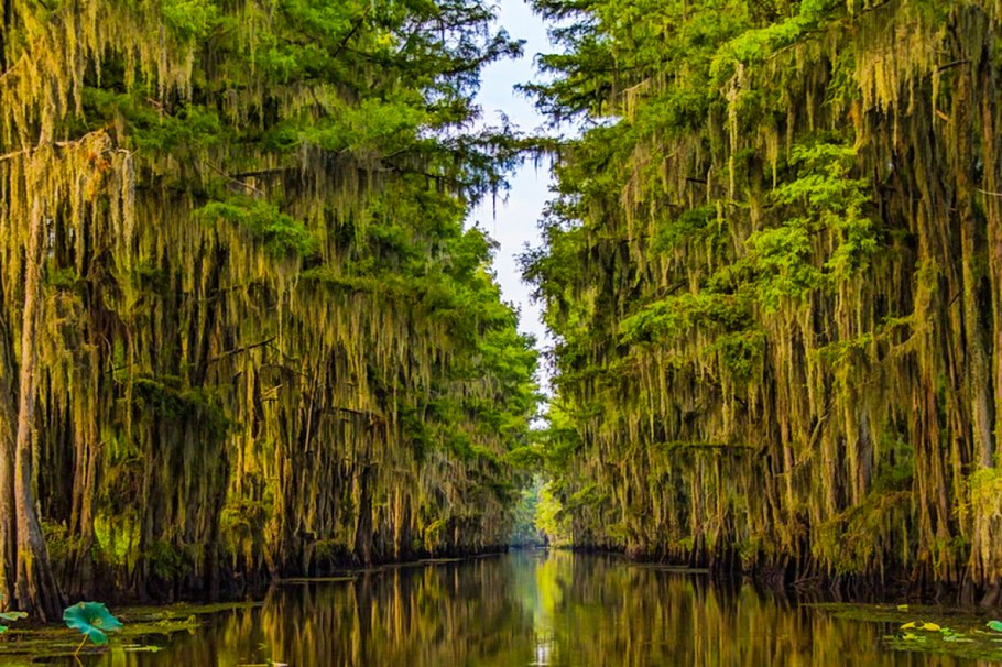 Удивительные кипарисы озера Каддо.