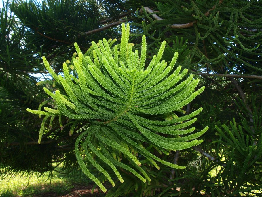 Араукария Кука