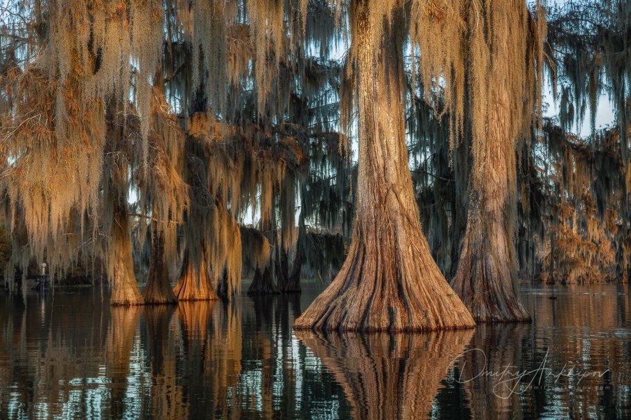 Кипарисовый цвет в природе