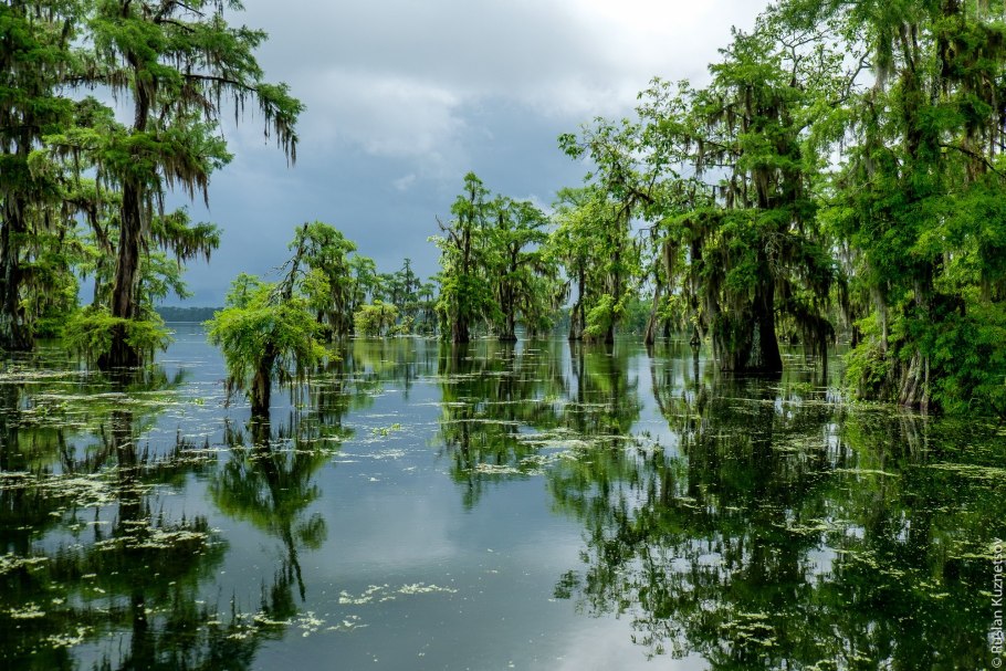 Болота Манчак в Луизиане