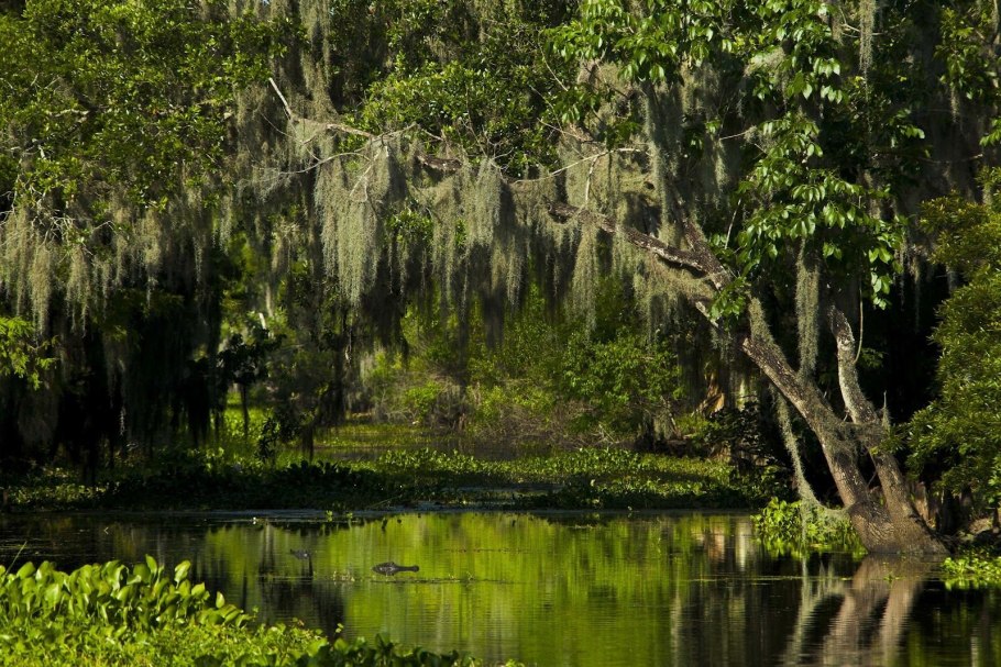 Болота Манчак в Луизиане