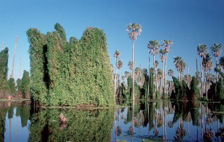 Флора Южной Америки