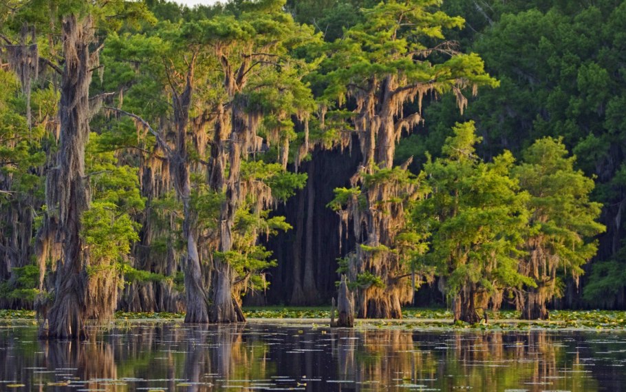 Кипарисы на озере Каддо штат Техас США